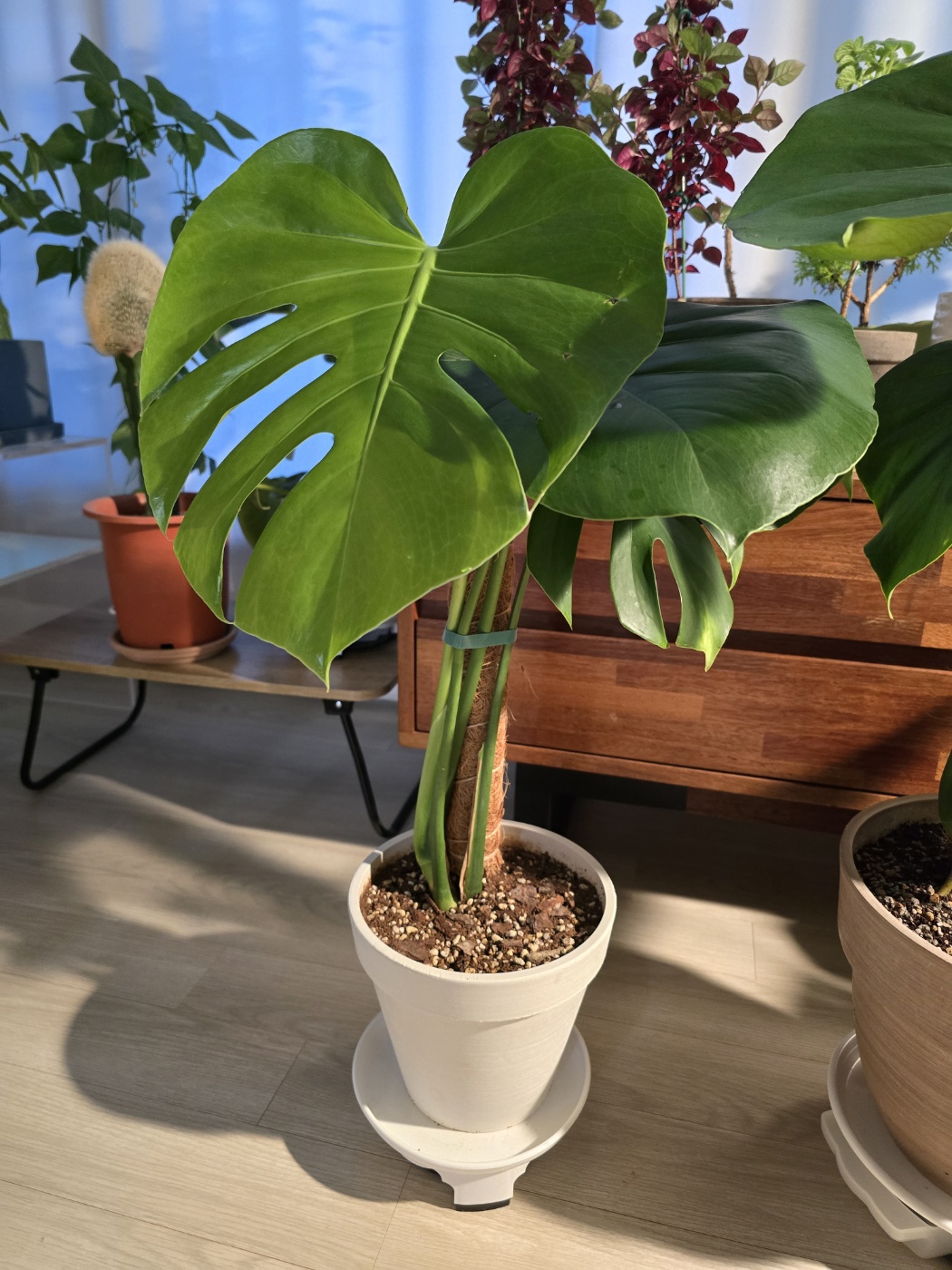 찢잎이 너무예쁜 몬스테라