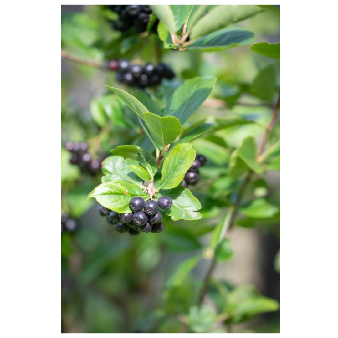 아로니아와 관련된 사진입니다.