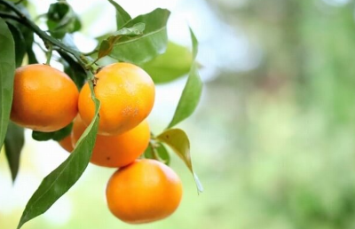 나무에 매달린 귤