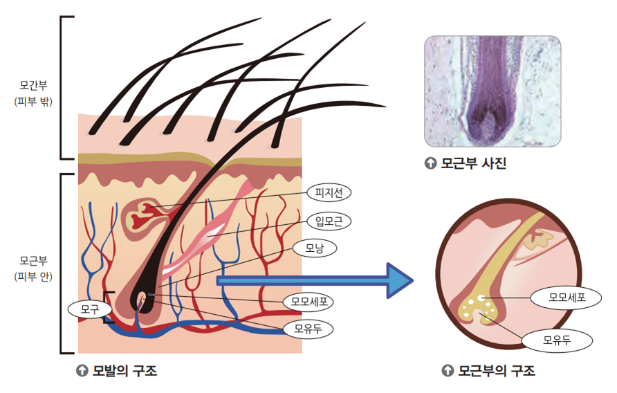 두발의 구조
