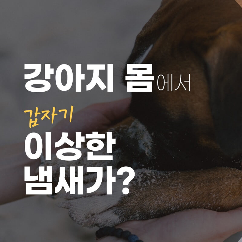 강아지-몸에서-갑자기-이상한-냄새-썸네일