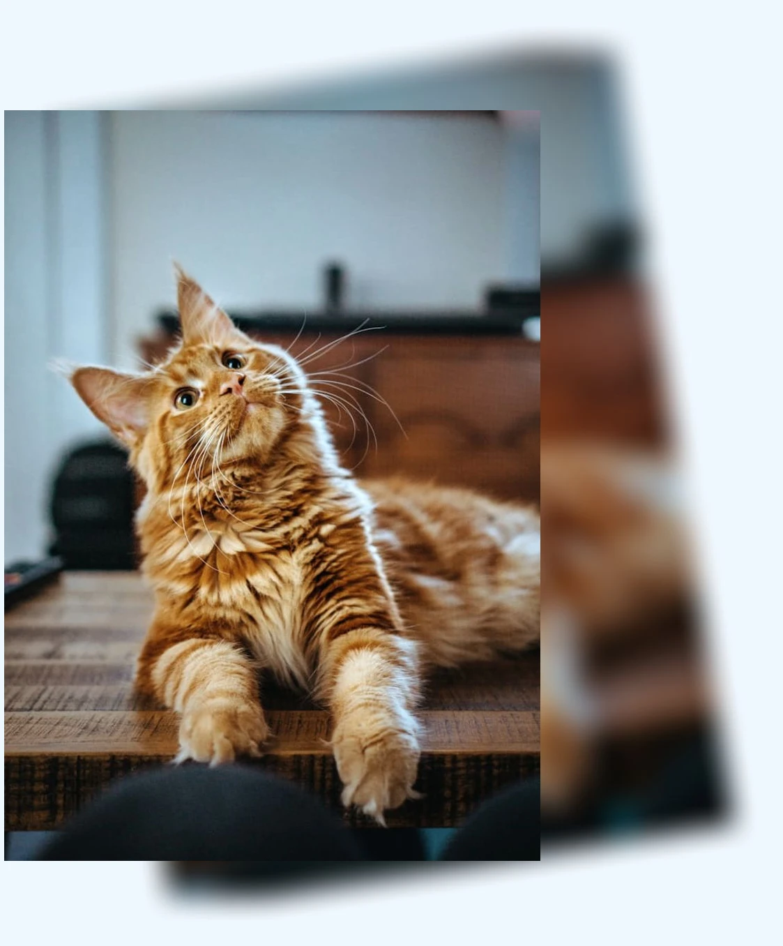 고양이 건강 관리_1_subsection