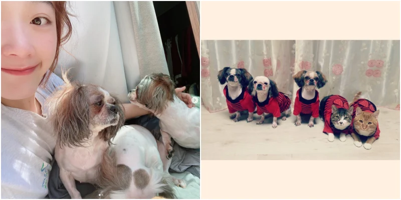 이유미 반려동물들