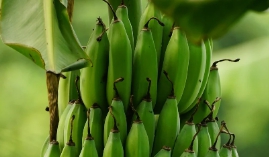바나나 보관방법