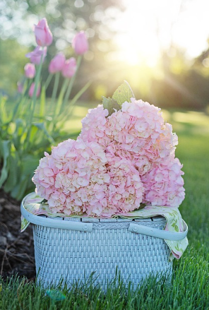 신안 도초도 수국축제