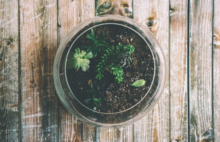 작은 유리병 속 자연의 매력, 테라리움 만들기