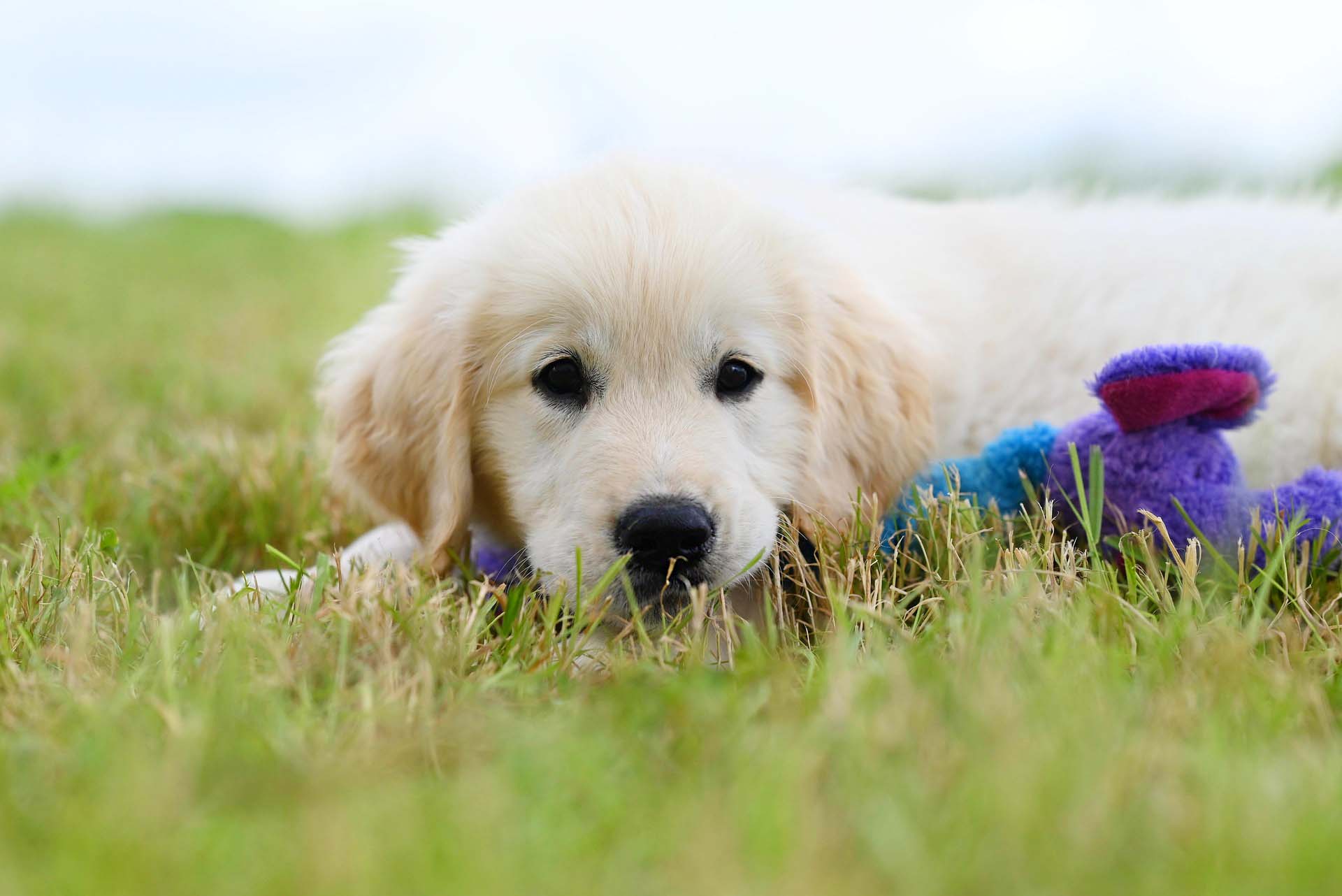 골든리트리버 사진