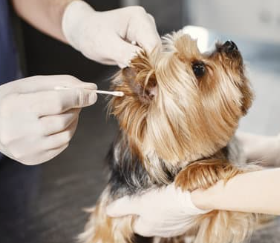 강아지 귀 진드기 검은 찌꺼기 원인, 증상 및 치료법