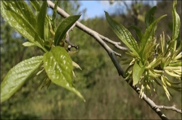 두충 효능&amp;#44; 혈압 조절까지