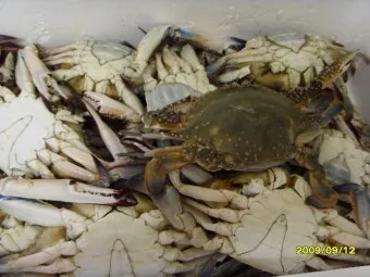 6월 꽃게 금어기 정확한 일정과 유통 제한 상세 정보 총정리_23