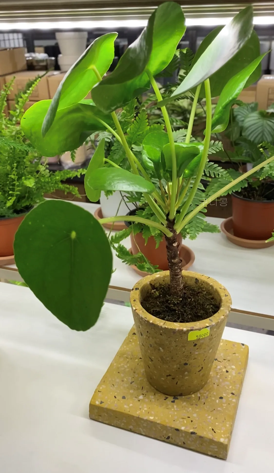 성수동-식집사-갈만한-곳-추천,-식물-구경하기-좋은-틸테이블