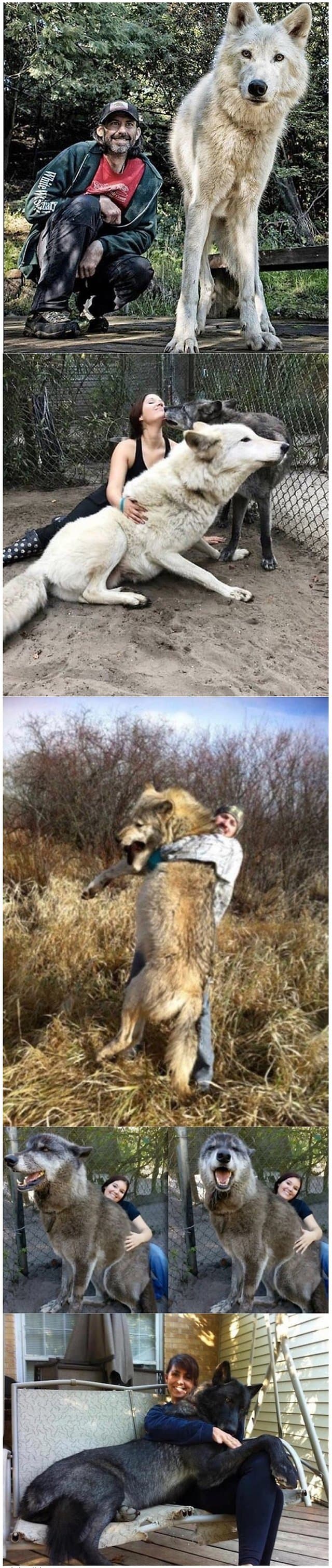 늑대 실제 크기