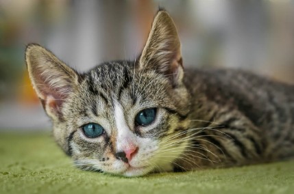 고양이 헤어볼 토 안하면? 고양이의 헤어볼 치료하고 예방, 헤어볼 젤 추천