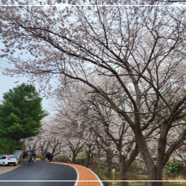 경기도 벚꽃길 드라이브 광주 팔당호