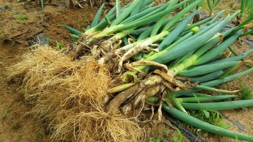 월동-대파-효능-효과