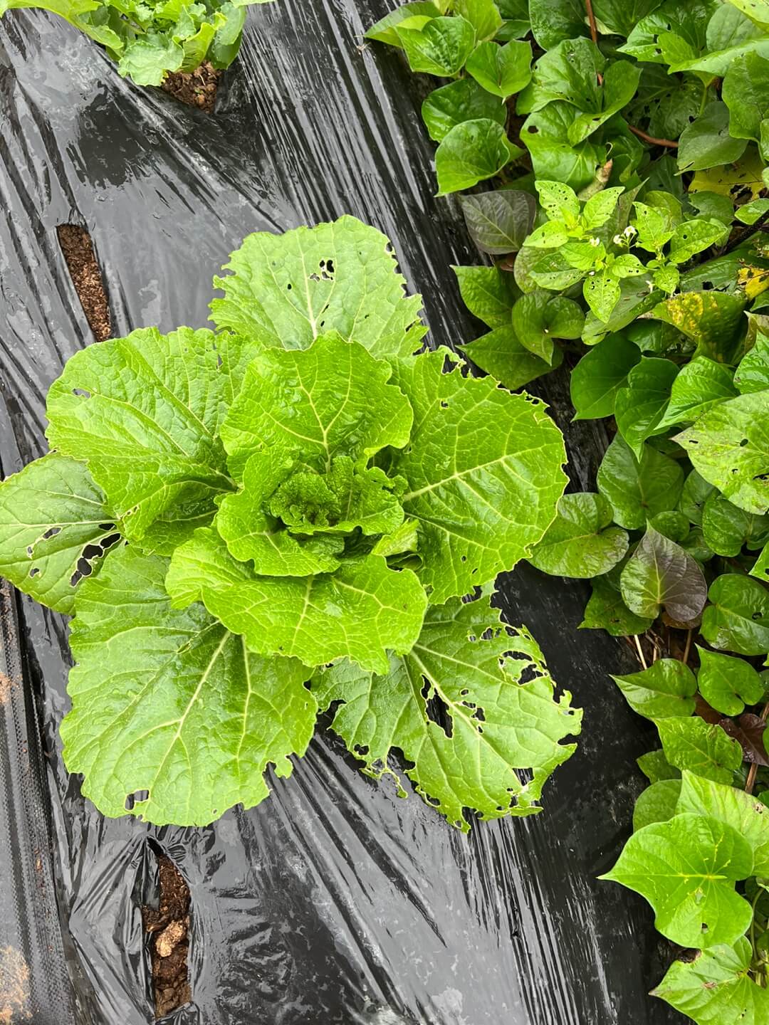 해충 피해를 받은 배추 