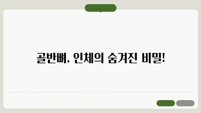 골반뼈의 구조