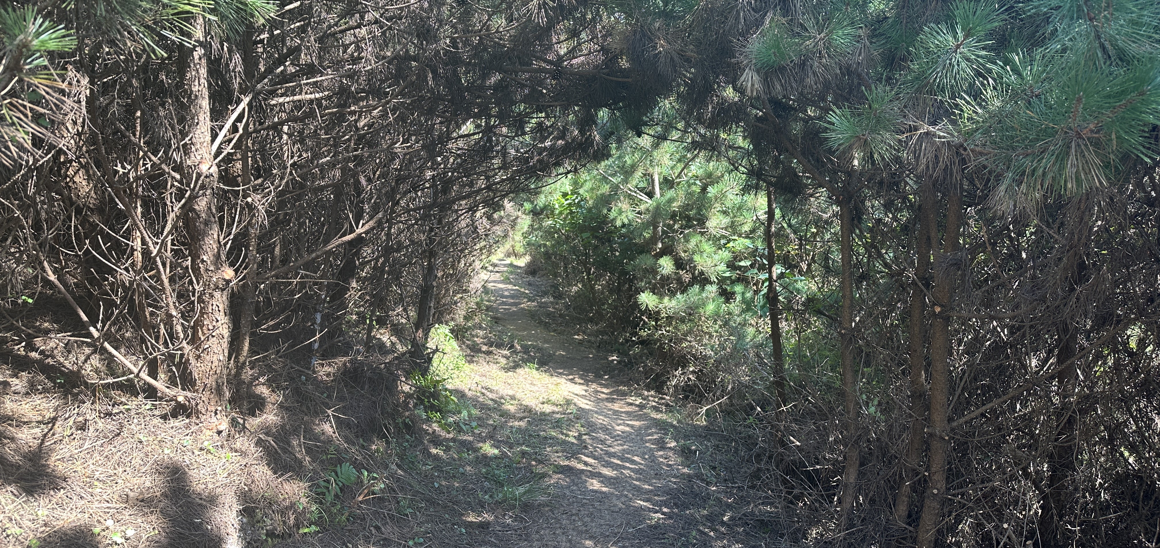 안돌오름 내려가는길