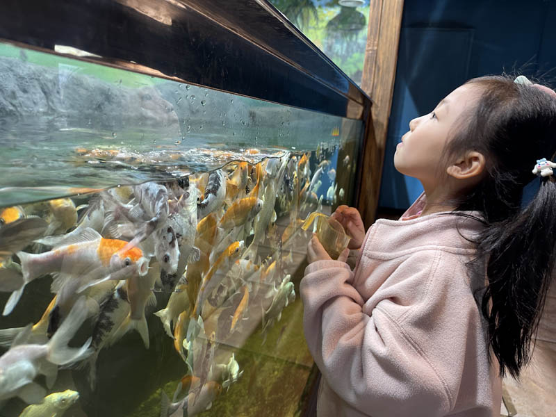 물고기 밥주기2