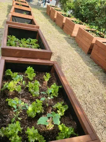 베란다 상자텃밭 상추 루꼴라 방울토마토 허브 모음 재배_14