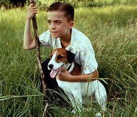 마이 독 스킵 관련 사진