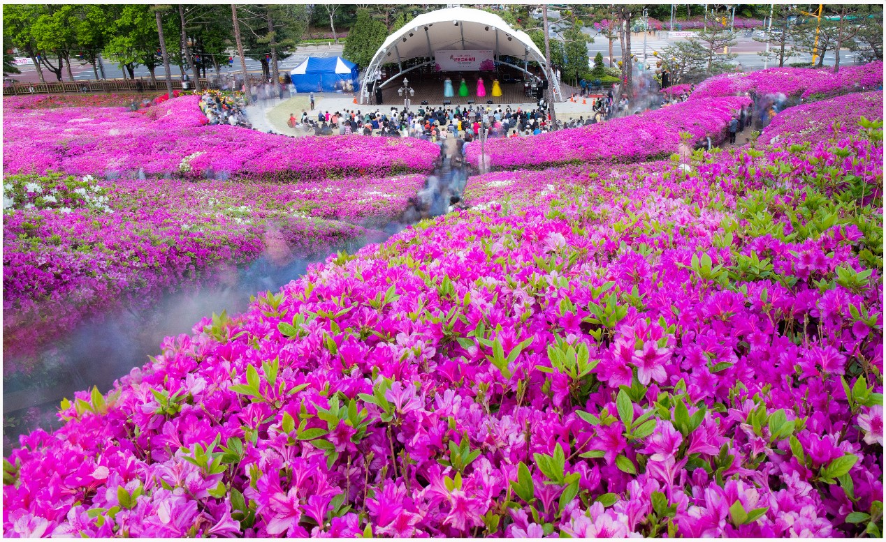 군포철쭉축제