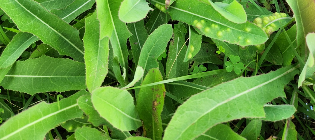벌레혹