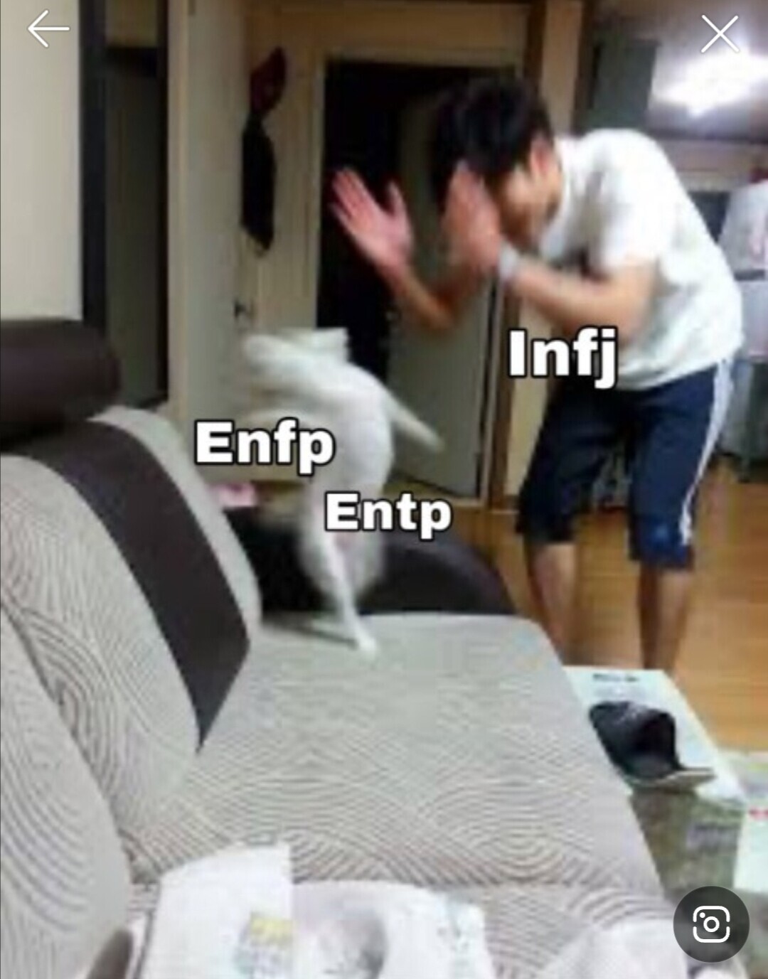 infp 짤
