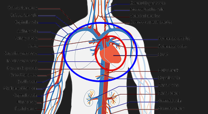 심장과 폐기능 향상