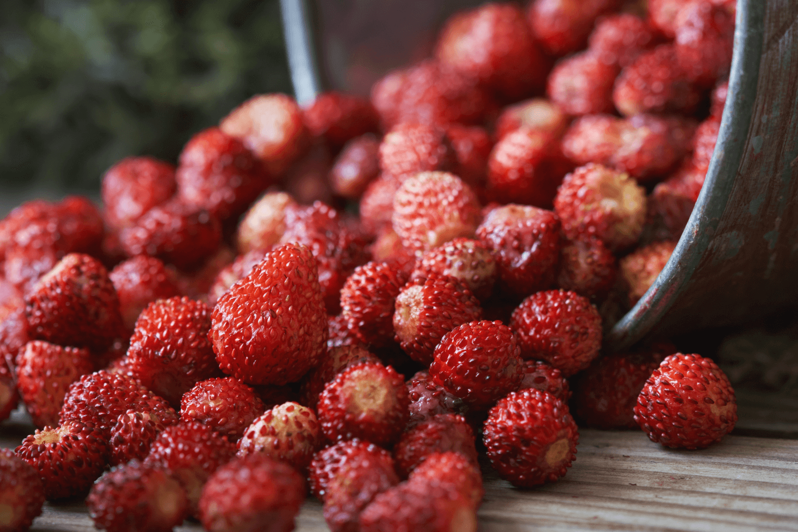 꾸지뽕 산림청 사진