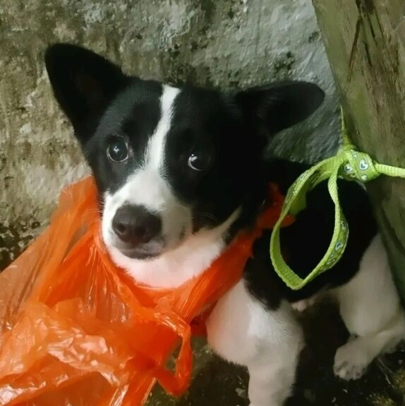 얼굴에 비닐봉지가 씌워진 채 버려진 강아지가 구조