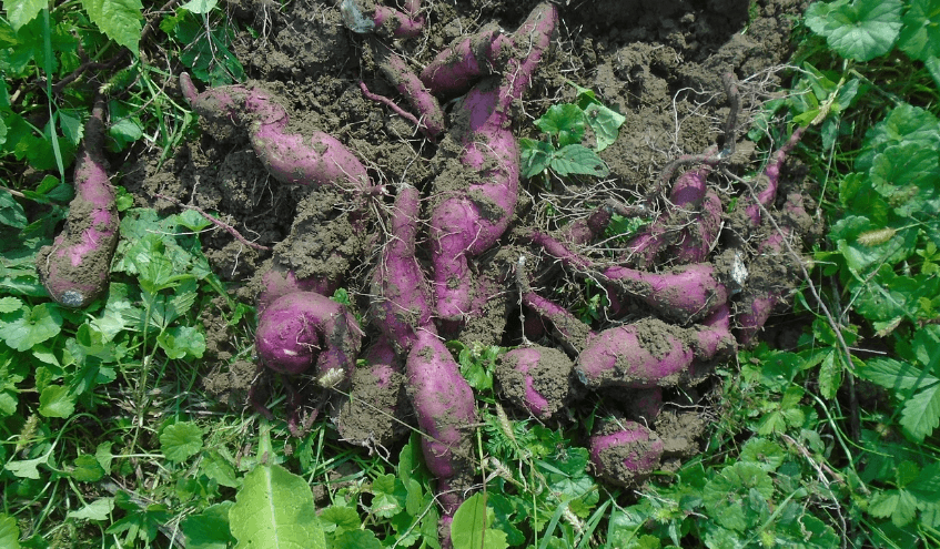 고구마 사진 - 21