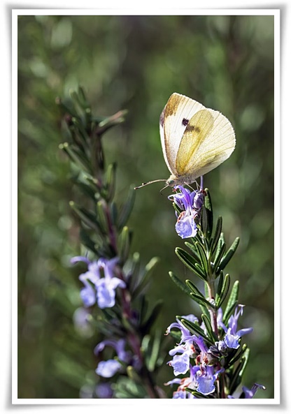 화초 "로즈마리" 집 안 공기를 정화하는 향기로운 반려식물!