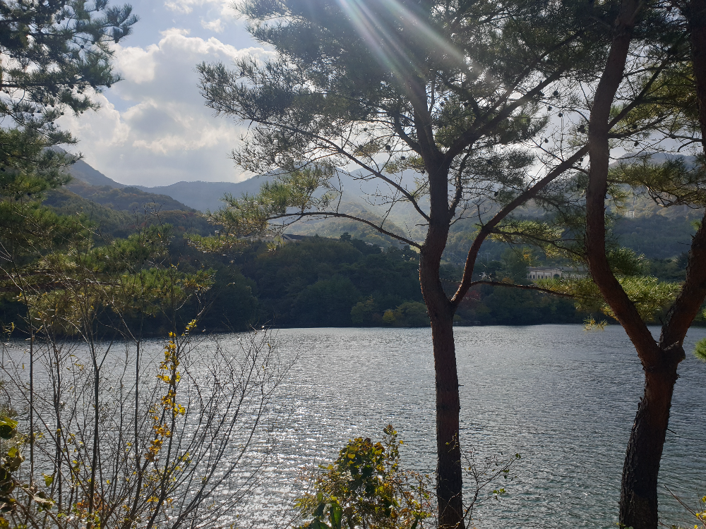 앞에 나무 몇 그루가 있고 그 뒤에 호수가 보인다.