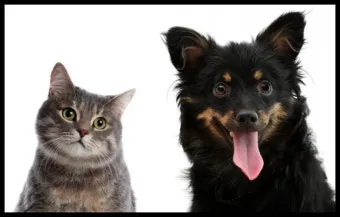 반려동물 건강 위한 최신 연구 동향 소개_6