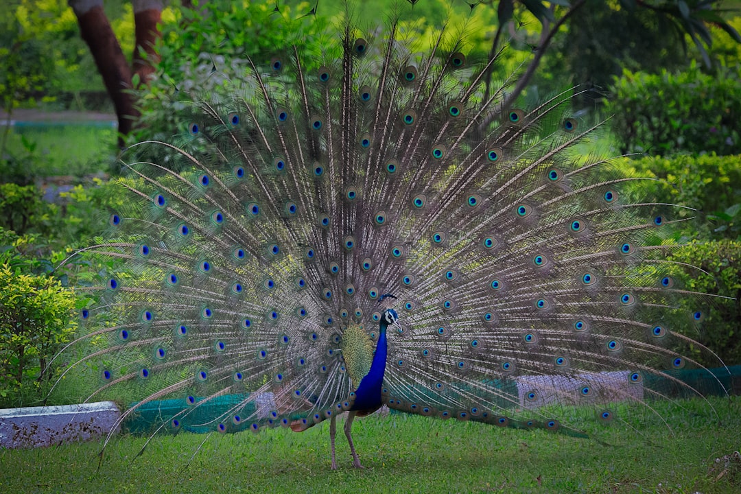 Peacock