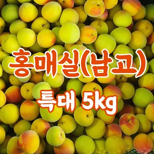 매실 수확 시기 매실장아찌 매실청 매실주 담그는 법_4