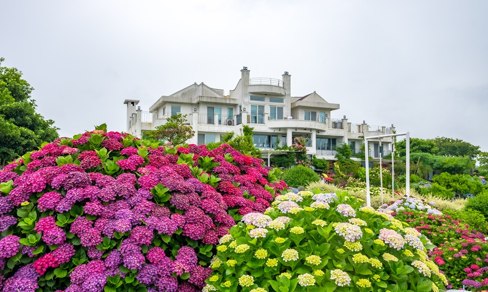 제주 마노르블랑 수국축제