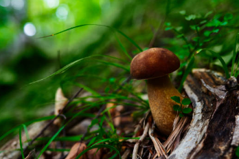 송이버섯 가격, 송이버섯 채취시기, 송이버섯 효능