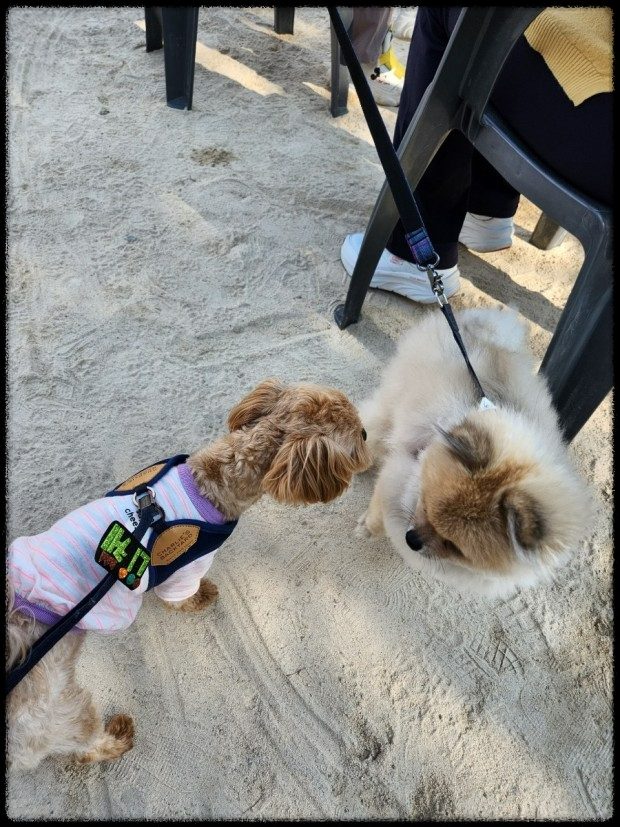 포항에서 반려동물과 함께하는 힐링 페스티벌&amp;#44; 놓치지 마세요!