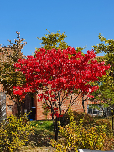 [정원수목]한옥 정원에 어울리는 한국 전통 수목 10가지