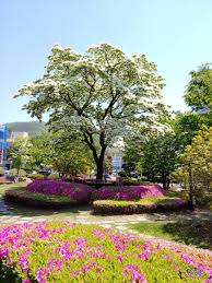 상도권역 이팝나무 꽃 축제 기본일정과 프로그램 소개 및 특징