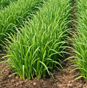 향긋한 건강 채소 부추, 영양 성분과 집에서 쉽게 만드는 부추 요리 3가지