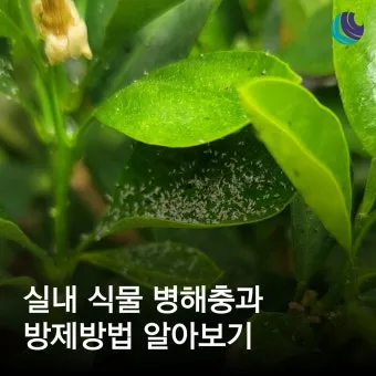 화분 응애 방제 초기발견 잎뒷면확인 샤워식세척 비누물활용 팁_5