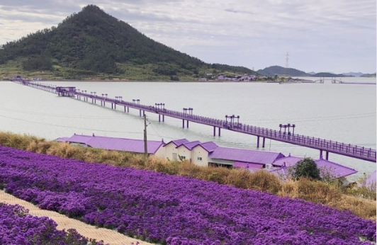 퍼플섬 라벤더1