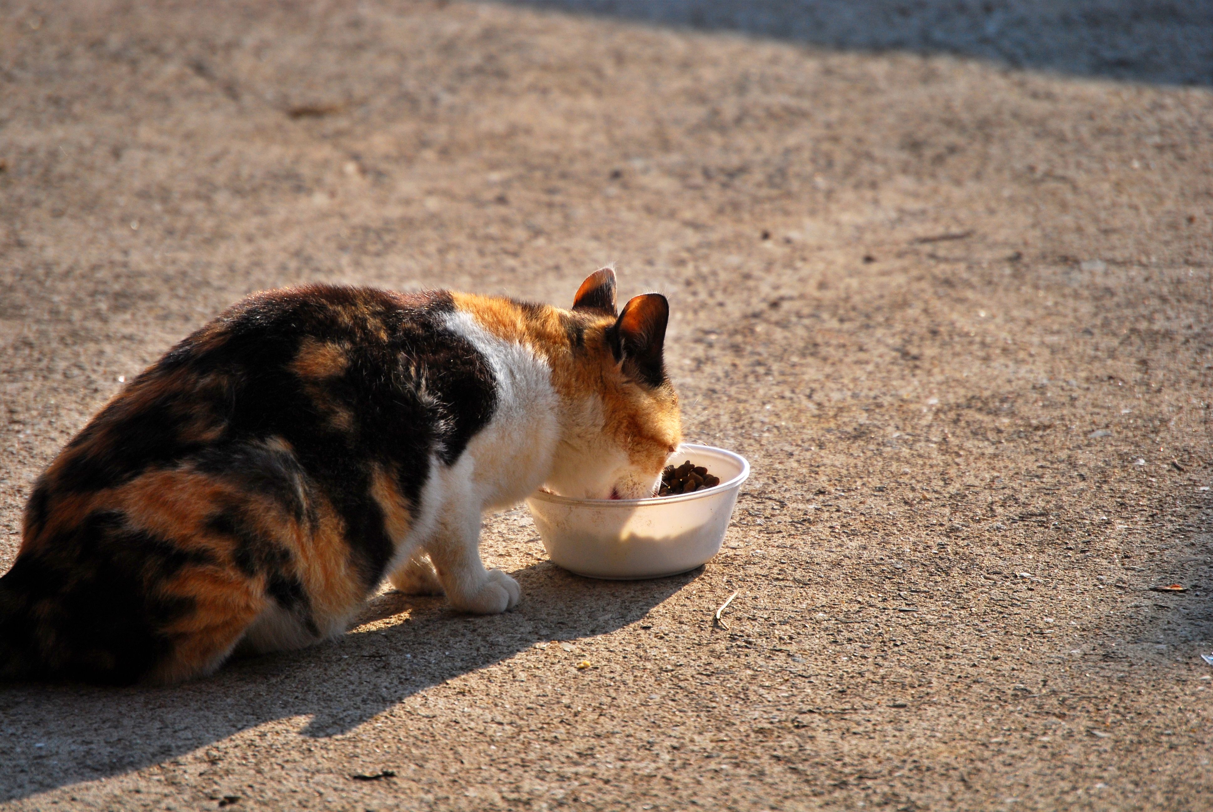 시골 집 고양이