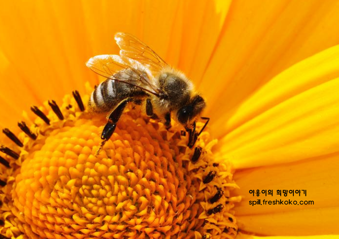 벌화분의 효능