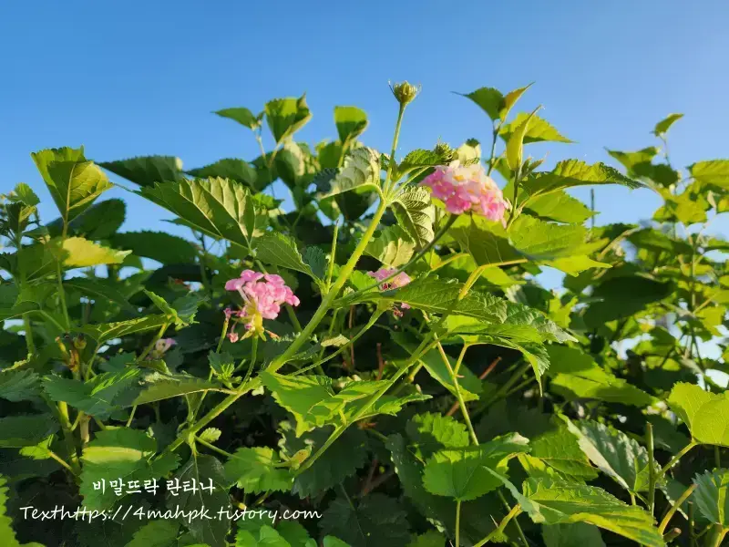 Lantana-란타나-칠변화-뽕나무와 란타나