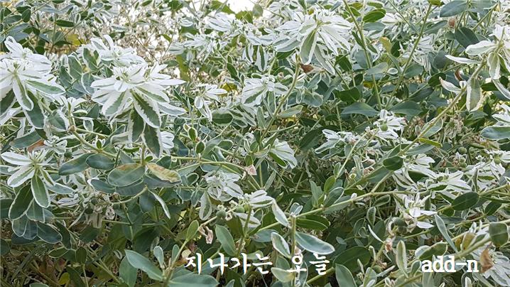잎이 하얗게 된 설악초