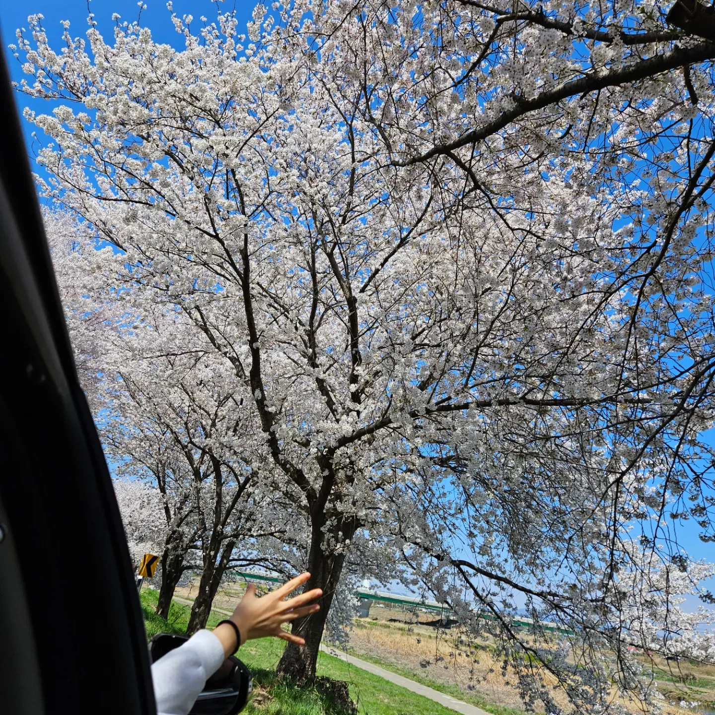 벚꽃